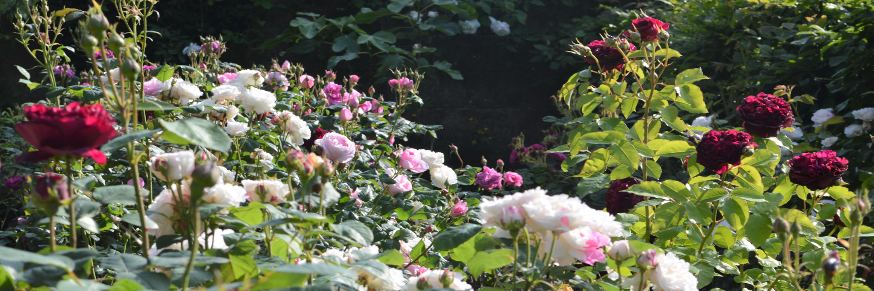 Rosa 'Winchester Cathedral', Rosa 'Gertrude Jekyll, Rosa 'William Shakespeare'