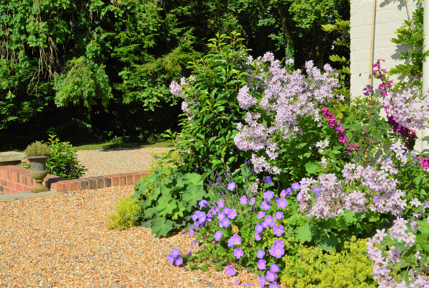 Campanula 'Loddon Anna' with Geranium 'Rozanne' garden design