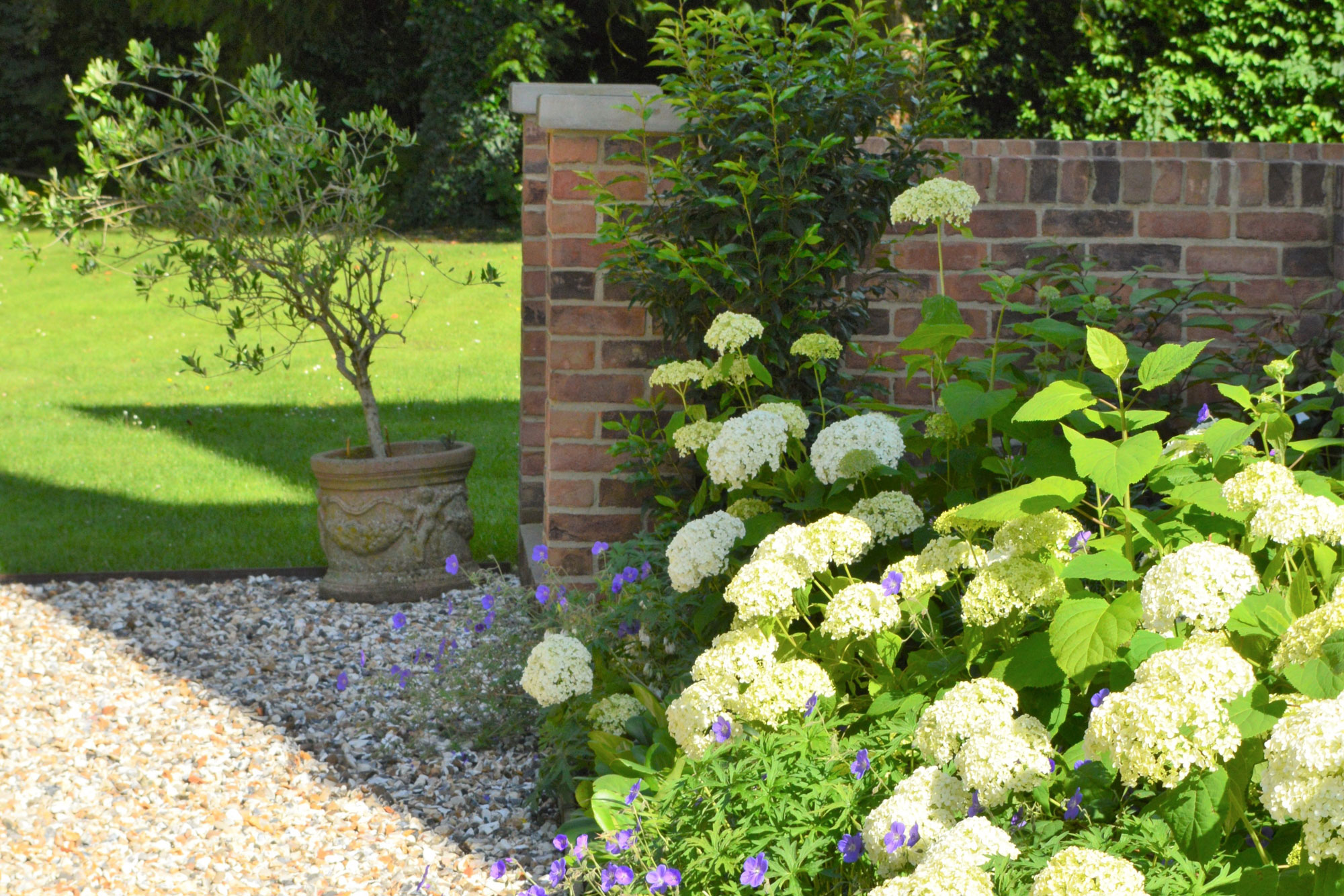 Garden design with Hydrangea 'Annabelle'
